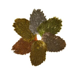 Whiting Brahma Hen Saddle