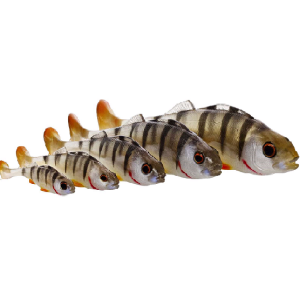 Westin Original Perch